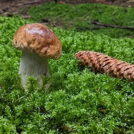 Séjour à la ferme Ga Grudzianka Lwowek
