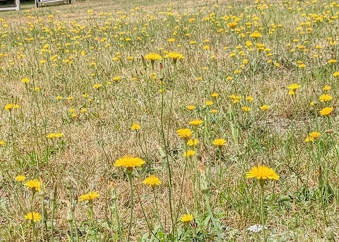 Ga Grudzianka * Lwowek