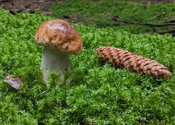 农家乐 Ga Grudzianka Lwowek